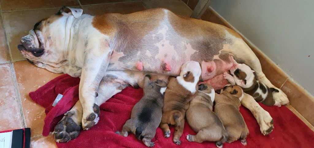 Chiot Bulldog Anglais de la Pat Patrouille